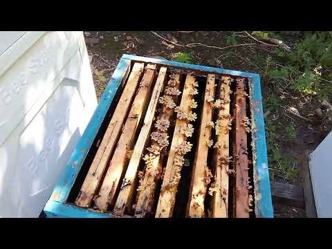 Видео: Кількість розплоду на 14.09.2025