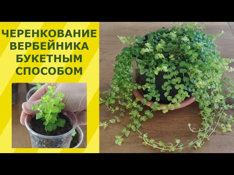 Видео: ЧЕРЕНКОВАНИЕ ВЕРБЕЙНИКА БУКЕТНЫМ СПОСОБОМ