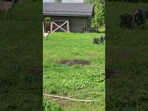 Видео: всех с утречком!🏡🐐🌥️