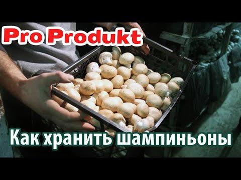 Видео: Как хранить шампиньоны свежие