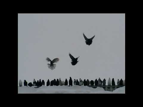 Видео: Николаевские голуби Павлоград 11.1.2024