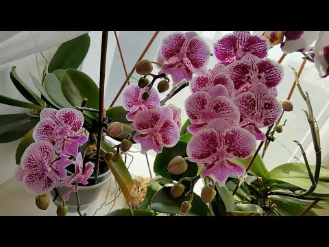 Видео: Жара. Орхидеи. На что влияет. Сброс бутонов, листьев. НЕдолив. Понарожали цветоносы.