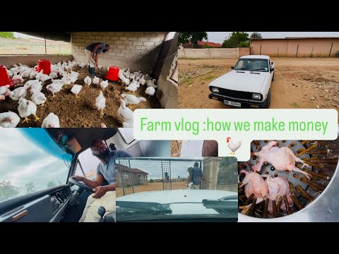 Видео: Заработок на продаже цыплят-бройлеров в Южной Африке | Как получить прибыль в птицеводстве в 2025...