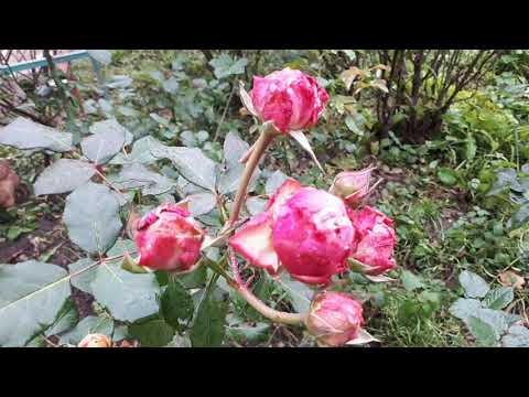 Видео: ПЕРЕСАДКА ВЗРОСЛОЙ РОЗЫ 🌹🌹🌹 ОСЕНЬЮ 🍁🍁🍁..