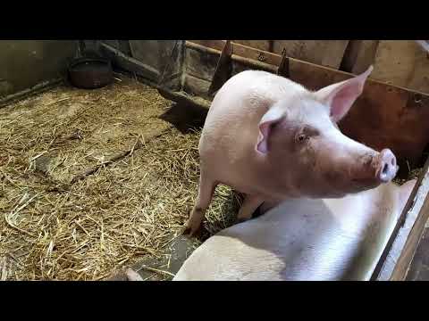 Видео: Мой первый забой свиньи, 170 кг - парализатором 60 Вольт