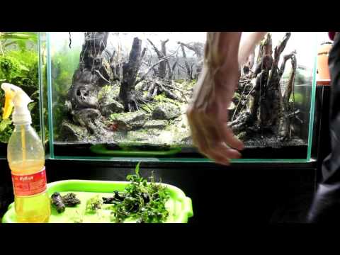 Видео: Призрачный лес.  часть 2.