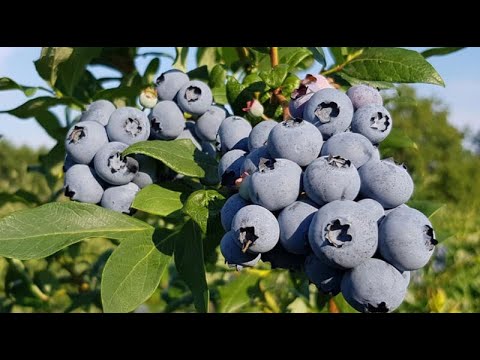 Видео: ПОСАДКА ЛОХИНИ ВІД А ДО Я