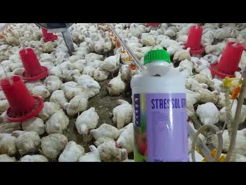 Видео: бизнес паранда, витаминлари хакида #100 #бизнес