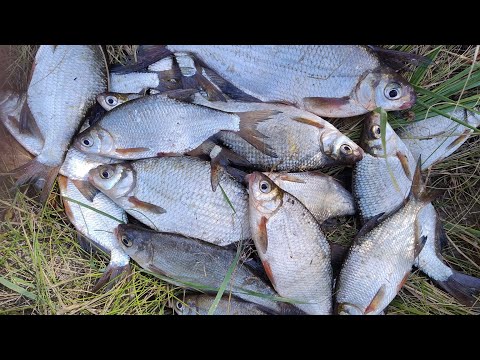 Видео: 29 жовтня 2025 р.