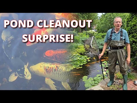 Видео: Сюрприз после чистки пруда! Наш счастливый чёрный кои и его 13 малышей 🐟