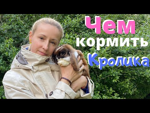 Видео: Кормление кроликов. Чем надо кормить? Декоративные кролики и великаны.