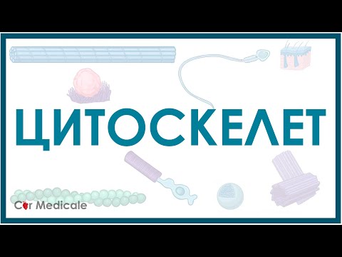 Видео: Цитоскелет - что это, строение, функции | Биология клетки