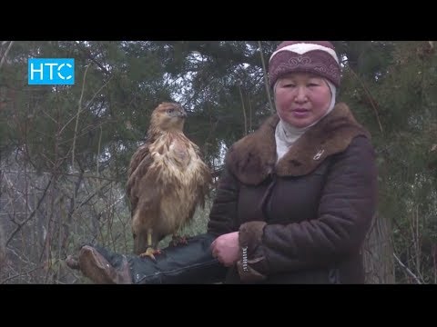 Видео: Шпагатка отурган аксакал / Бүркүт менен тайган баккан мүнүшкөр-айым / Элет / НТС
