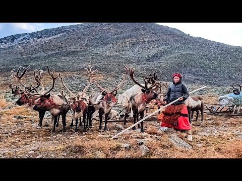 Видео: Оленеводы-горцы из рода Ного | Ясавэй. Кочевник ХХI века