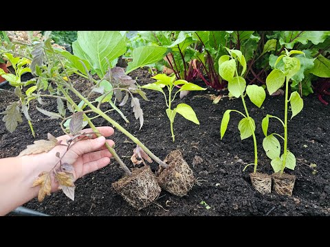 Видео: Многие ошибаются! Стоит ли сажать помидоры и перец парами?