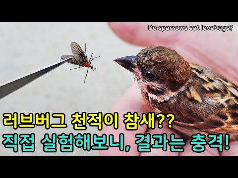 Видео: Воробьи действительно едят ловбагов? Мы проверили это сами!