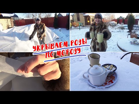 Видео: УКРЫВАЕМ РОЗЫ ПО МОРОЗУ! СПАНБОНД  - какой стороной наверх? И почему мы ЗИМУЕМ на ДАЧЕ?