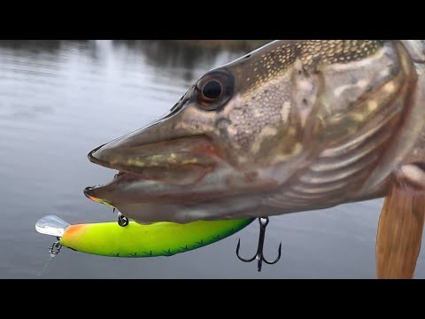 Видео: Щука на реке. Отличный клев. День шнурка!