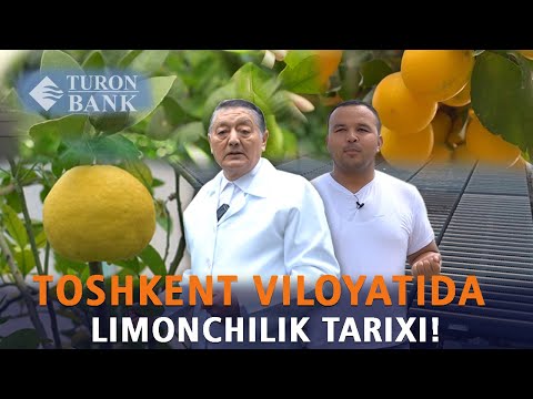 Видео: Тошкент вилоятидан бошланган Лимончилик мактаби ва унинг ривожланиш истиқболлари!