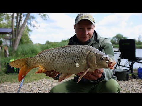 Видео: Тут залетает сазан и крупный карась рыбалка на флэт фидер