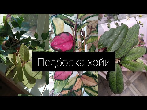 Видео: Подборка хойи 🪷🌿🪴 Hoya carnosa Tricolor Exotica // AH-30// Polyneura Broget и другие