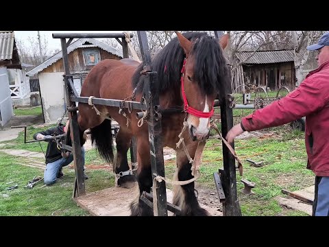 Видео: ДОГЛЯД ЗА КОПИТАМИ, РОЗЧИСТКА ТА КУВАННЯ / ІГІ ВЖЕ ПІДКОВАНИЙ !