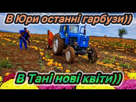 Видео: Сімейний влог. Шпільки. Тані хризантеми і Юрині гарбузи)))