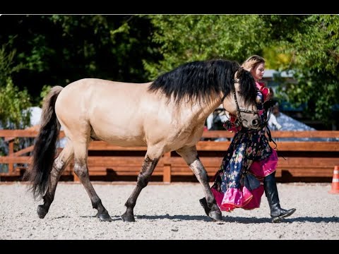 Видео: Ирина Ларионова, конный клуб Лаир: о вятках. И не только. Часть4