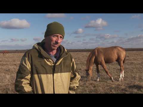 Видео: Cельские хлопоты 20.11.2021 - "Золотые" дончаки