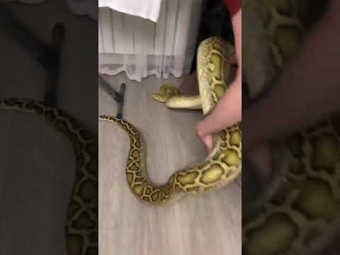 Видео: Распаковка огромного питона