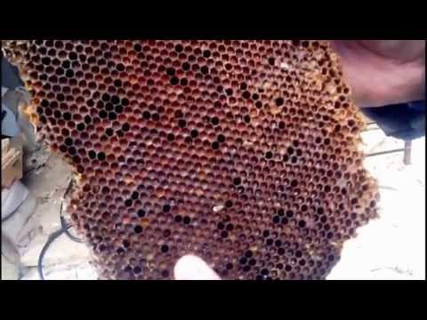 Видео: Извлечение получение и переработка перги из пчелиных сот  Retrieve get and processing of pollen from