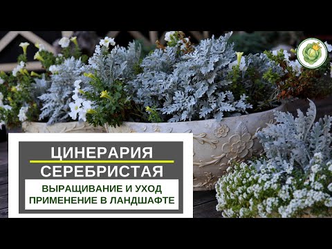 Видео: ЦИНЕРАРИЯ серебристая//посев на рассаду, уход, применение в дизайне