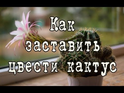 Видео: Как заставить цвести КАКТУС | Два метода | Какие кактусы НЕ ЦВЕТУТ в домашних условиях