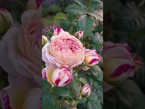 Видео: Розы ~РОЗОМАН ЖАНОН~ и ~ МОНИКА БЕЛЛУЧЧИ~ 🌹♥️🌹