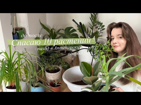 Видео: Спасаю 10 Растений с до/после || прогулка по Аптекарскому огороду