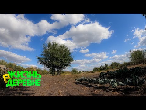 Видео: День за днем 🌤️