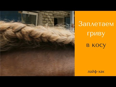Видео: Заплетание гривы в косу | Уход за гривой лошади | Дивные кони