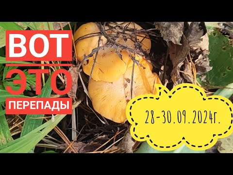 Видео: Дачные работы/ Грибы после мороза#влог#огород#сибирь#дача#жизнь#сад#garden#я#семья