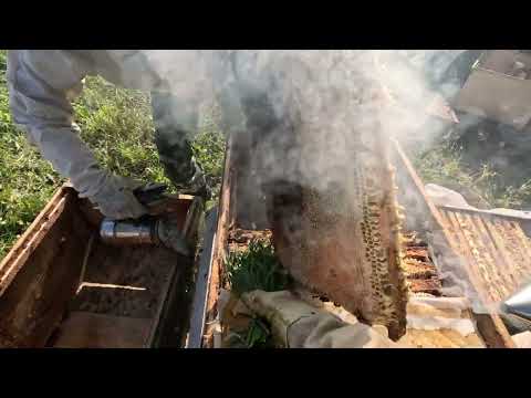 Видео: МЕД 2025