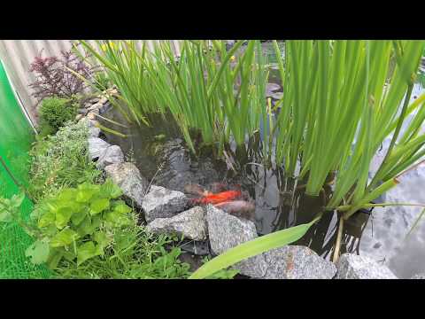 Видео: Первый нерест карпа кои и комет - First spawning of koi carp and crucian carp