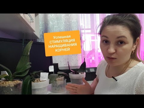 Видео: Успешная - 💯 % - СТИМУЛЯЦИЯ НАРАЩИВАНИЯ КОРНЕЙ у орхидей❤. Какие препараты помогают,а какие нет?