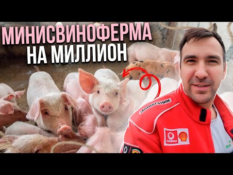 Видео: Как заработать на домашнем хозяйстве. Свиноводство с нуля на приусадебном участке в селе.