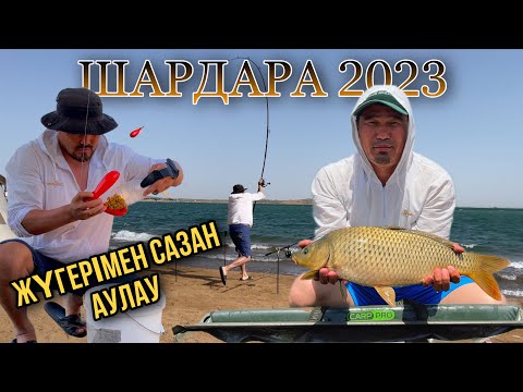 Видео: Жүгерімен сазан аулау ШАРДАРА 2023