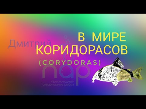 Видео: В мире коридорасов.(Corydoras)