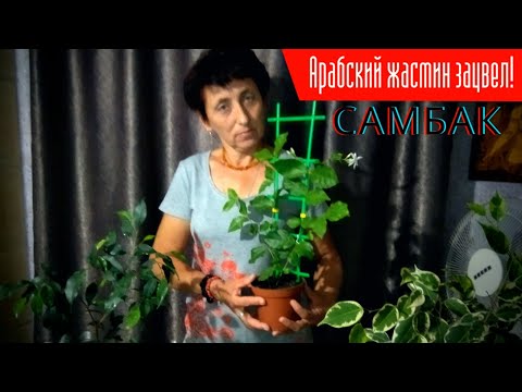 Видео: Самбак — «арабский жасмин»особенности выращивания!