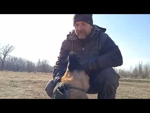 Видео: почему у овчарки не стоят уши ?