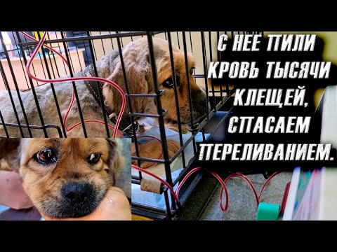 Видео: ПЕРЕЛИВАНИЕ КРОВИ для Джесси и Хаски длилось 8 часов😱Диагноз — Пироплазмоз! у обоих.
