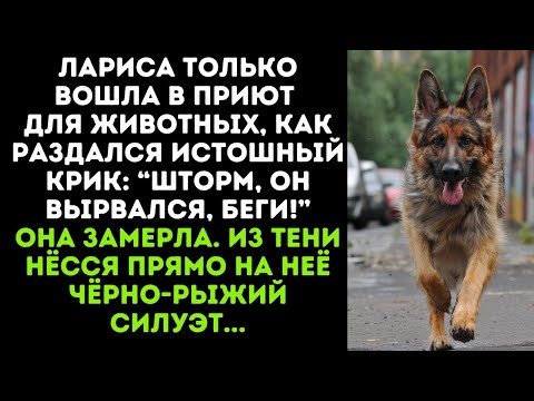 Видео: Лариса только вошла в приют для животных, как раздался истошный крик: “Шторм, он вырвался, беги!”