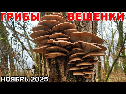 Видео: Ноябрь! Все за ГРИБАМИ! На тополях ПОЛНО ВЕШЕНОК, можно собирать МЕШКАМИ! 30 кг ВЕШЕНОК за 1 час!