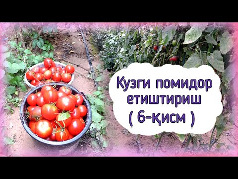 Видео: Кузги помидор етиштириш: якун (6-қисм)